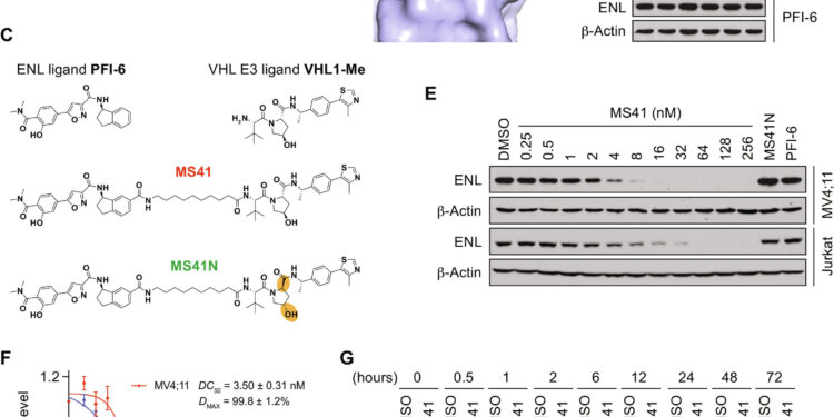 New anti-cancer ‘degrader’ targets protein key to childhood leukemia