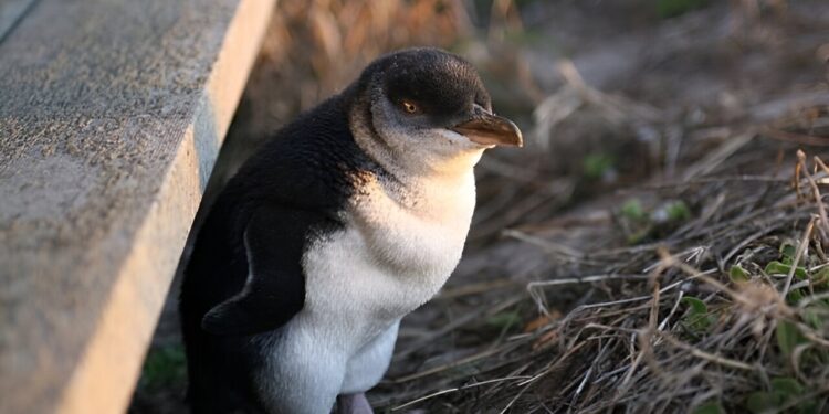 New insights into little penguins’ sensitivity to noise