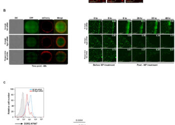 New method uses nanoparticles to reprogram exhausted immune cells