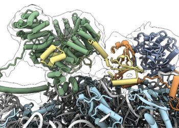 New research elucidates a master regulator of protein production