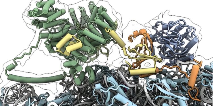 New research elucidates a master regulator of protein production