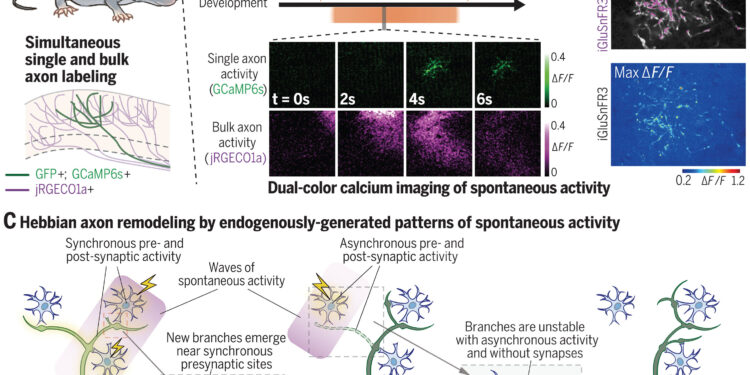 New study reveals how brain cells form precise circuits before experience can shape the wiring