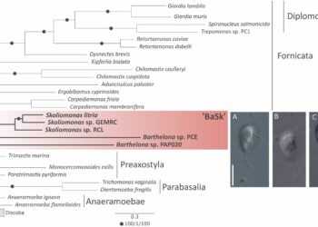 Newly Discovered Free-Living Eukaryote Is First to Lose Mitochondria