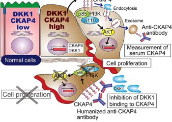 Novel anti-CKAP4 antibodies bring hope for pancreatic cancer treatment