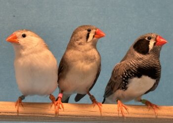 Observations of zebra finch courtship shed light on later learning