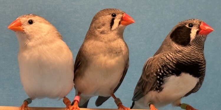 Observations of zebra finch courtship shed light on later learning
