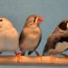 Observations of zebra finch courtship shed light on later learning