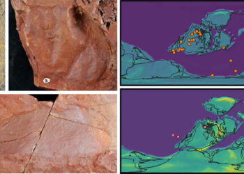 Palaeontologists describe new examples of giant sea scorpions from the Silurian and Devonian periods of New South Wales