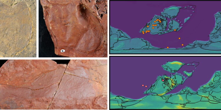 Palaeontologists describe new examples of giant sea scorpions from the Silurian and Devonian periods of New South Wales