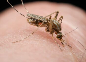 Person Dies From Rare Mosquito-Borne Disease in New Hampshire