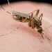 Person Dies From Rare Mosquito-Borne Disease in New Hampshire