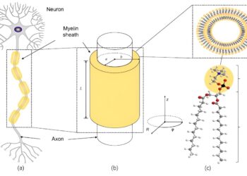 Photon entanglement could explain rapid brain signals that drive consciousness