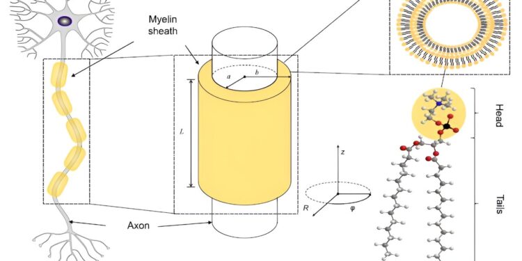 Photon entanglement could explain rapid brain signals that drive consciousness
