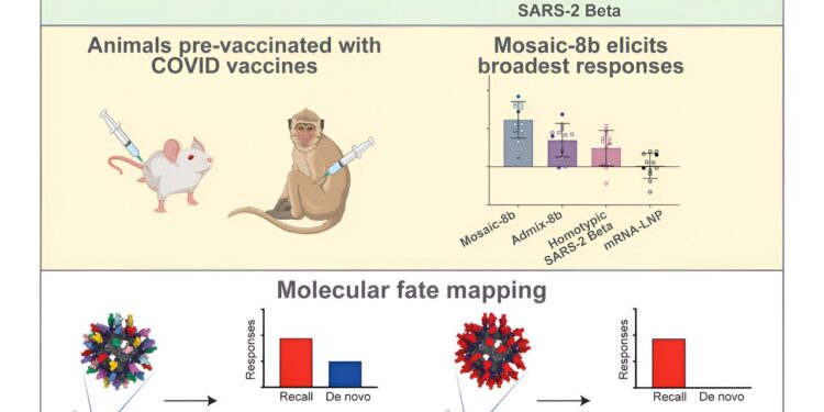 Polyvalent vaccine shows promise in presence of pre-existing immunity