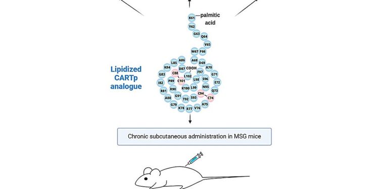 Promising peptide compound may reduce appetite and protect brain against Alzheimer’s-like diseases