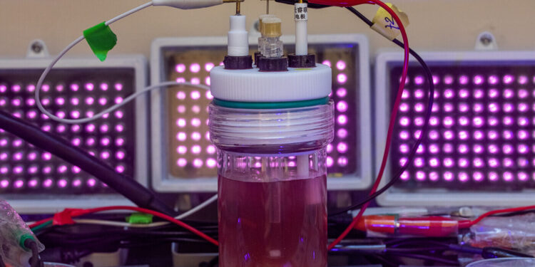 Purple bacteria transformed into bioplastic factories