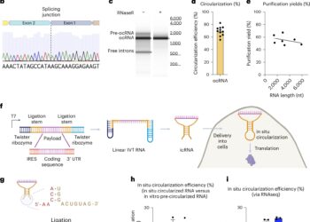 RNA loop closure holds promise for more stable and effective RNA-based therapies