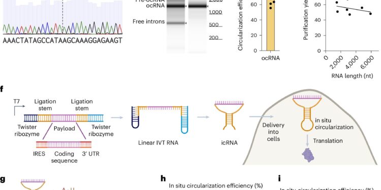 RNA loop closure holds promise for more stable and effective RNA-based therapies
