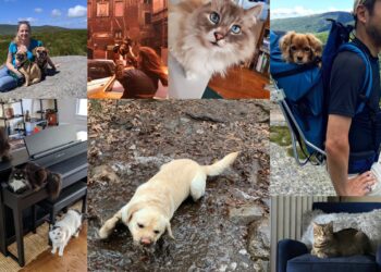 Research suggests that bonding with dogs can reduce depression and anxiety