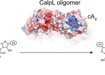 Researchers Discover Genetic Scissors That Turn Off With Built-in Timer