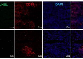 Researchers Discover More Effective Way to Deplete B Cells for Treating Autoimmune Diseases
