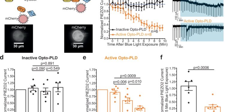 Researchers Discover New Way to Control Sense of Touch