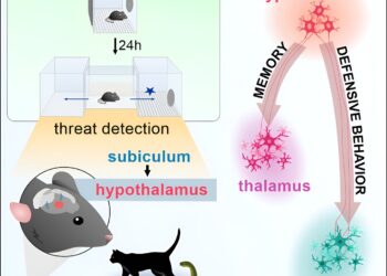 Researchers map brain circuits that signal immediate danger and create memories to help avoid threats
