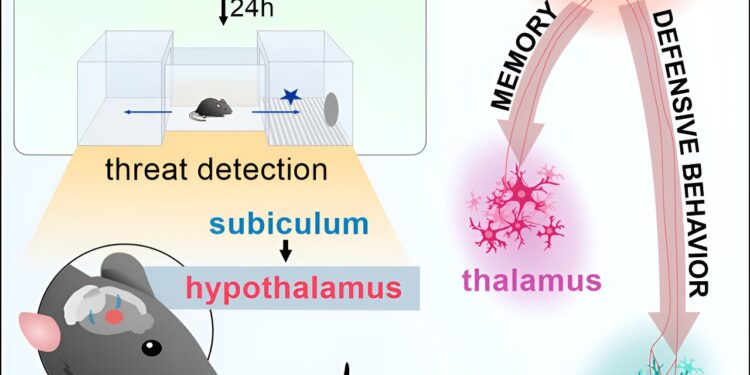Researchers map brain circuits that signal immediate danger and create memories to help avoid threats