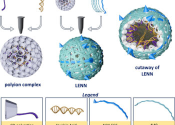 Researchers take inspiration from viruses to improve delivery of nucleic acid therapies to cancer cells
