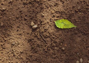 Rising mercury pollution in soils may be linked to climate change, study finds