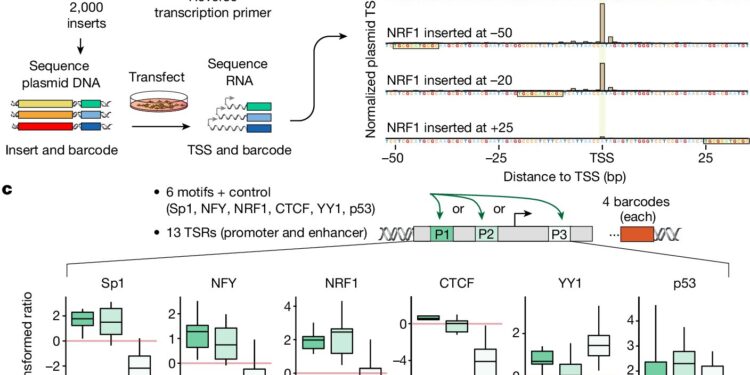 Scientists Discover New Code Governing Gene Activity