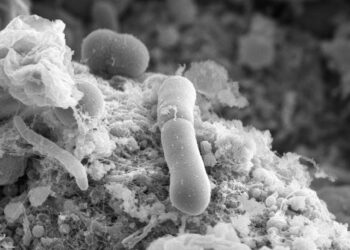 Scientists Discover Superbug’s Rapid Path to Antibiotic Resistance