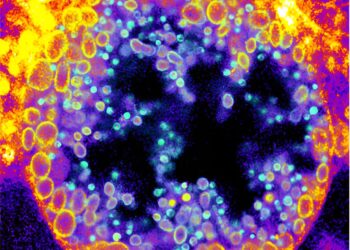 Scientists develop new chemical tool for infection research