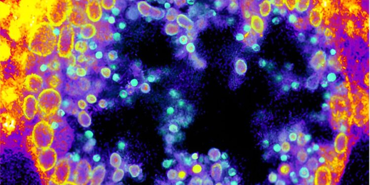 Scientists develop new chemical tool for infection research