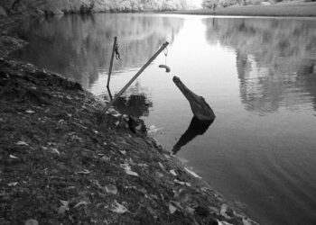 Scientists develop plan to save freshwater crocodiles from toxic cane toads