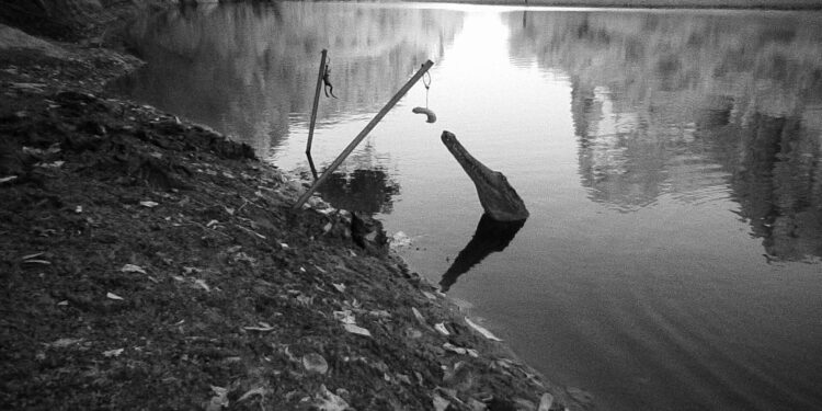 Scientists develop plan to save freshwater crocodiles from toxic cane toads