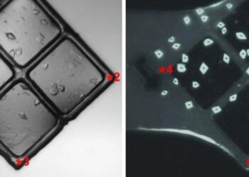 Scientists unlock secrets of how a key protein converts DNA into RNA