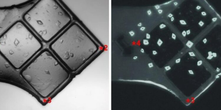 Scientists unlock secrets of how a key protein converts DNA into RNA