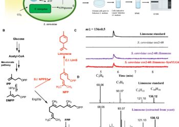 Scientists use evolution to design new paths to sustainable energy and pharmaceuticals