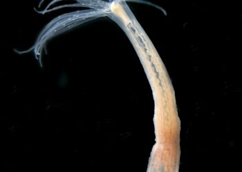 Sea anemones study identifies potentially regenerative stem cells linked to conserved genes