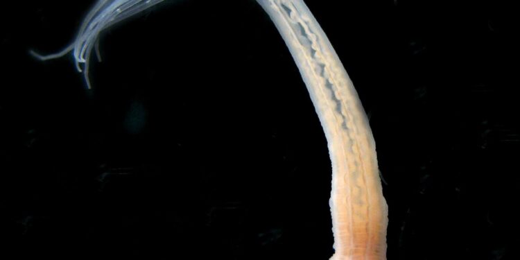 Sea anemones study identifies potentially regenerative stem cells linked to conserved genes