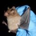 Some bats survive and thrive with blood sugar levels that would be lethal to other mammals