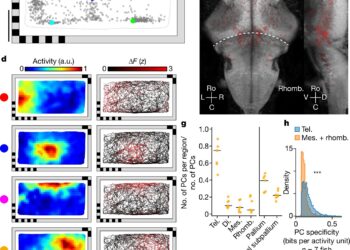 Spatial orientation mechanisms surprisingly similar to ours