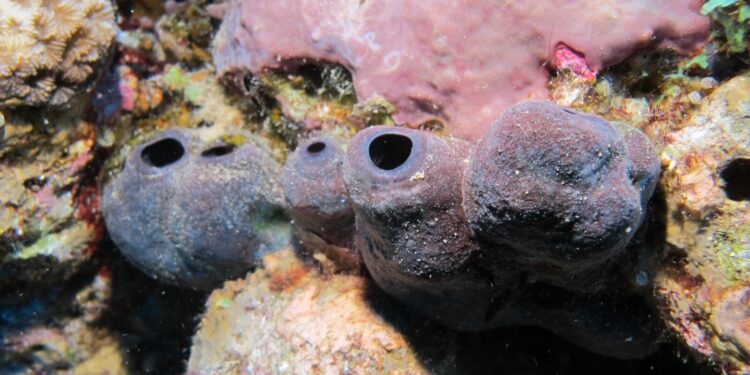 Sponges’ symbiosis with bacteria helps them store toxic molybdenum to ward off predators, study finds