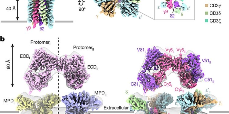 Structure of key ‘trigger’ of immune response solved