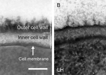 Struggling student helps design synthetic polymers to fight fungal infections