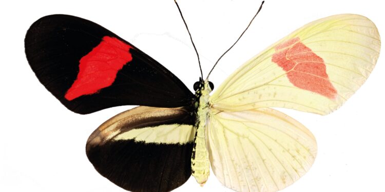 Study finds RNA molecule controls butterfly wing coloration