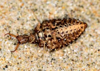 Study finds context-dependent behavior in antlions after ‘playing dead’