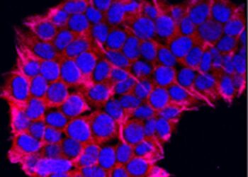 Study identifies metabolic switch critical to memory T cell generation and antitumor immunity