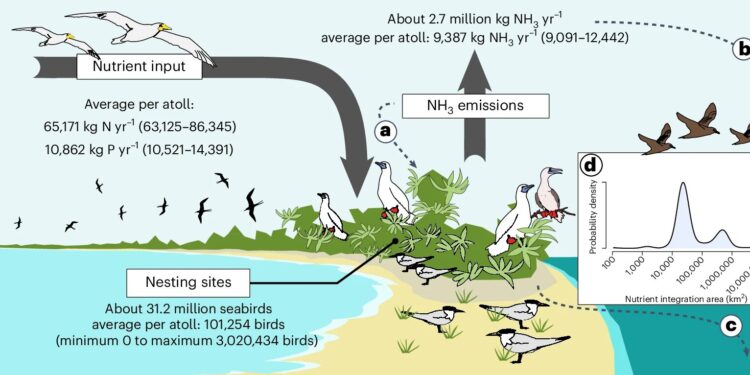 Study of seabirds in Indo-Pacific atolls shows their disproportionate impact on bird populations and nesting